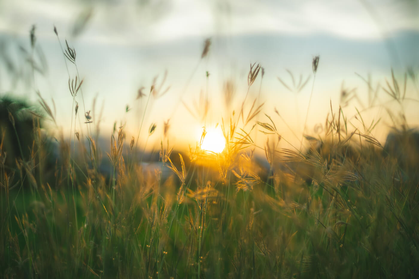 APR Community: Bluestem by Signorelli